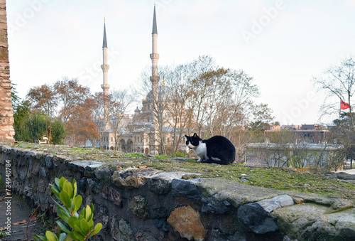 A stray cat in Istanbul, Turkey photo