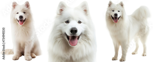 Happy white samoyed dog bundle, portrait, standing and sitting, isolated on a transparent background © Flowal93
