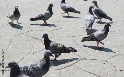 pigeons are eating food on the street