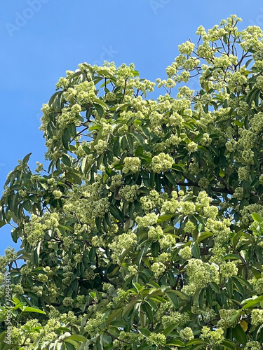 beautiful green leaves of Alstonia scholaris tree in spring photo
