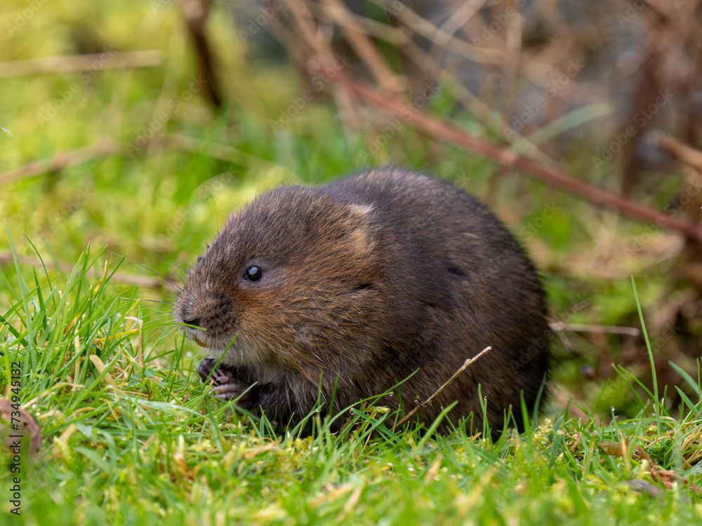 A Water Vole A Water Vole