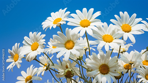 Daisy flowers bouquet against blue sky.