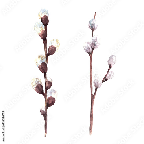 Flowering branches with willow bud - watercolor illustration for Catholic, Orthodox or Lutheran Easter decor, Palm Sunday, spring greeting cards and decor. Hand drawn clipart, isolated on white