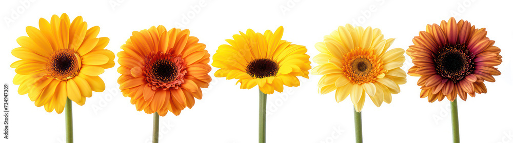 Blooming Delights: A Vibrant Bouquet of Gerbera Daisies, Embracing Nature's Beauty, Set Against a Fresh White Background Blooming Delights: A Vibrant Bouquet of Gerbera Daisies, Embracing Nature's Beauty, Set Against a Fresh White Background