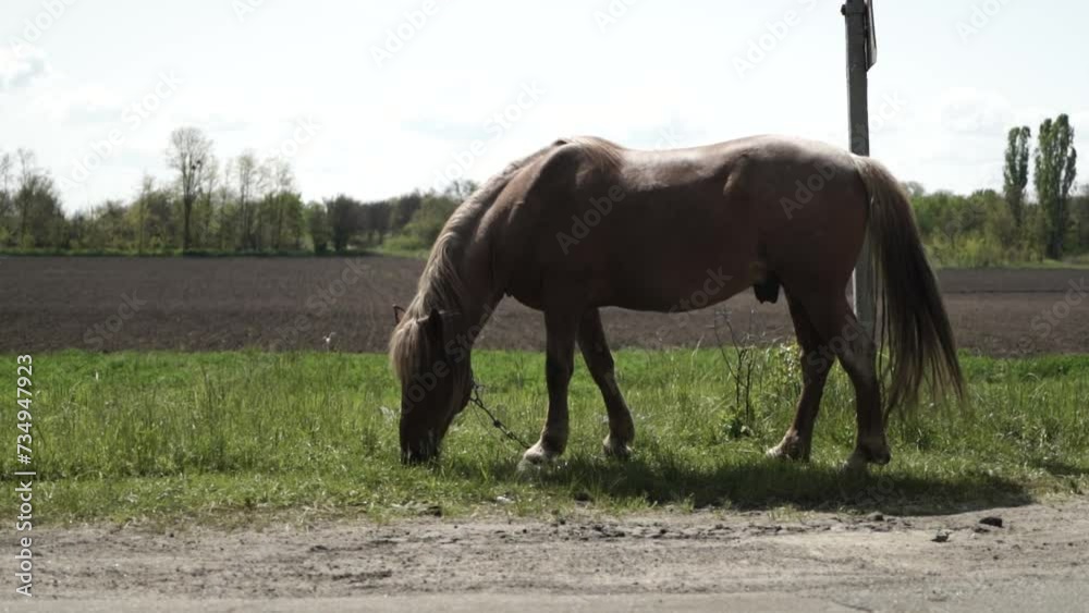Horse stands on the road in Ukraine Horse stands on the road in Ukraine