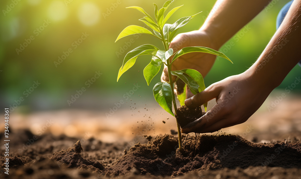 Gardener planting small tree to preserve global warming, world environment day - obrazy, fototapety, plakaty 