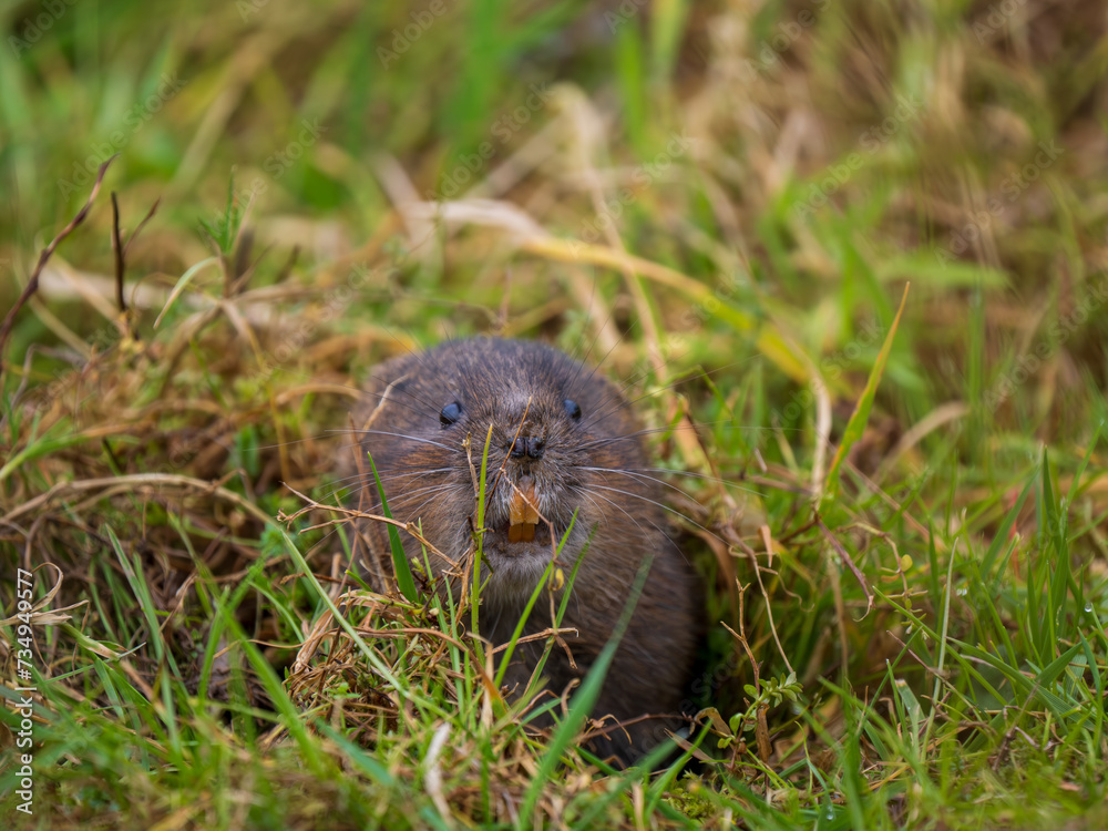 A Water Vole Feeding From a Burrow A Water Vole Feeding From a Burrow