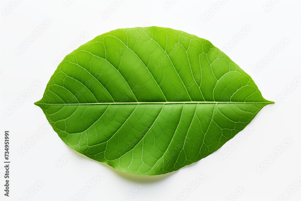 Fototapeta premium green leaf