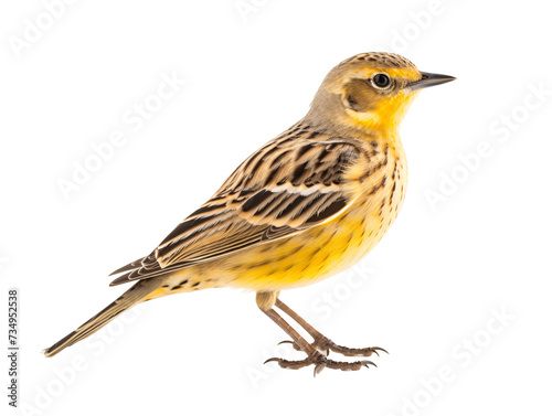 a yellow and brown bird