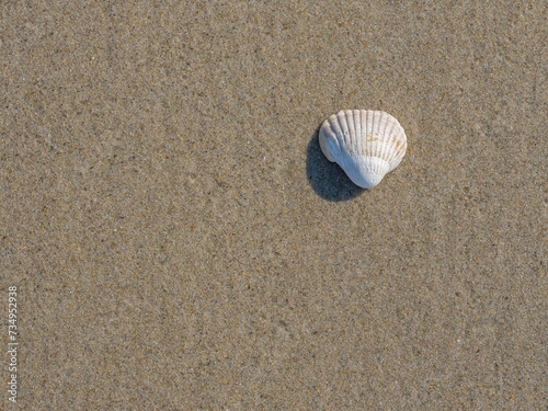 Fototapeta Naklejka Na Ścianę i Meble -  weiße Muschel als Nahaufnahme auf Sand mit Textfreiraum