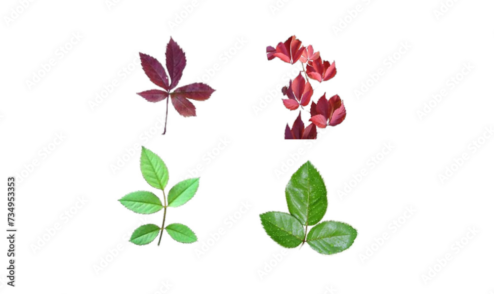 set of green leaves,  flower leaves set, spring flower leaves set,