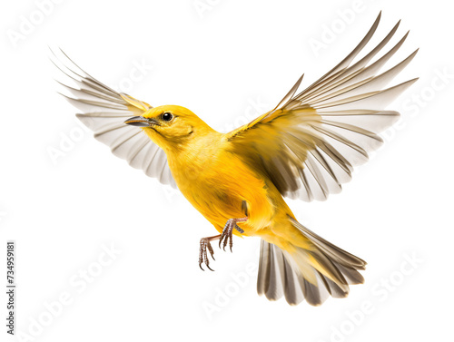 a yellow bird flying with its wings spread © Ivan
