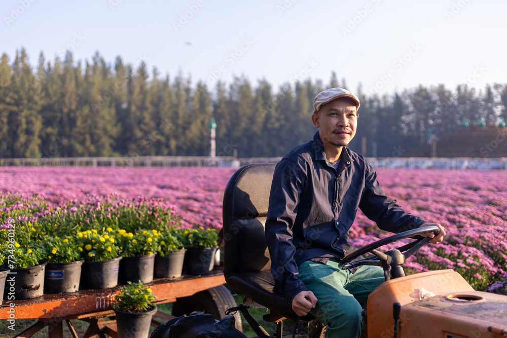 Asian farmer is driving the field tractor in the field of pink chrysanthemum while working in his rural farm for medicinal herb and cut flower industry business