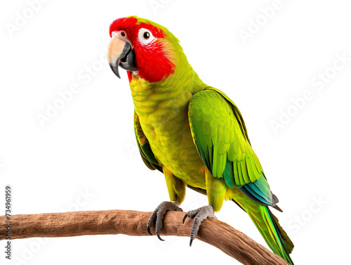 a green parrot with red face on a branch photo