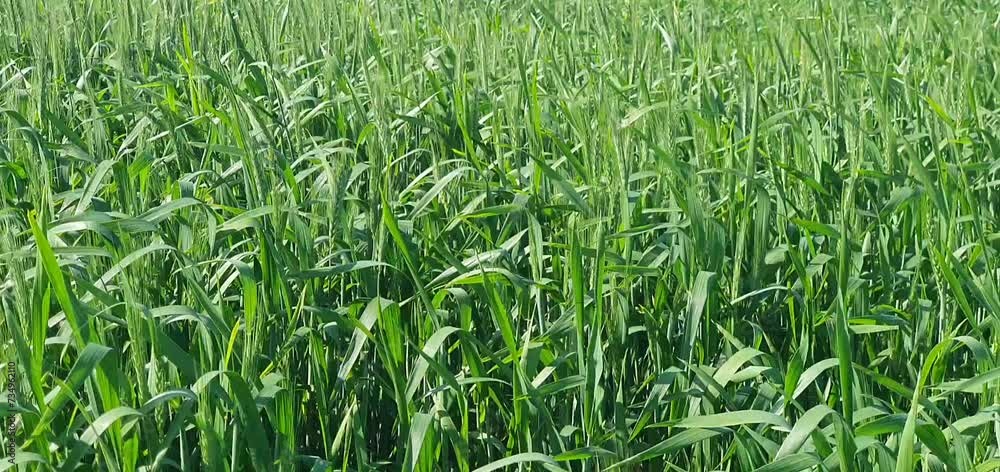 green wheat field, green grass in the wind, field, grass, green, nature, landscape, sky, wheat, agriculture, blue, spring, meadow, summer, plant, lawn, farm, rural, crop, country, food, cloud, land, r green wheat field, green grass in the wind, field, grass, green, nature, landscape, sky, wheat, agriculture, blue, spring, meadow, summer, plant, lawn, farm, rural, crop, country, food, cloud, land, r