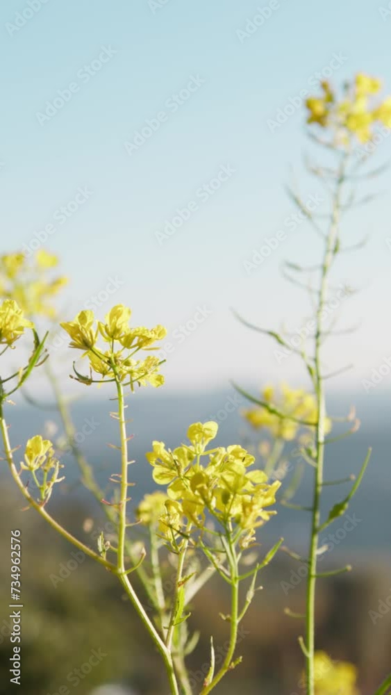 Yellow Flowers Of The Plant Of Broccoli Yellow Flowers Of The Plant Of Broccoli