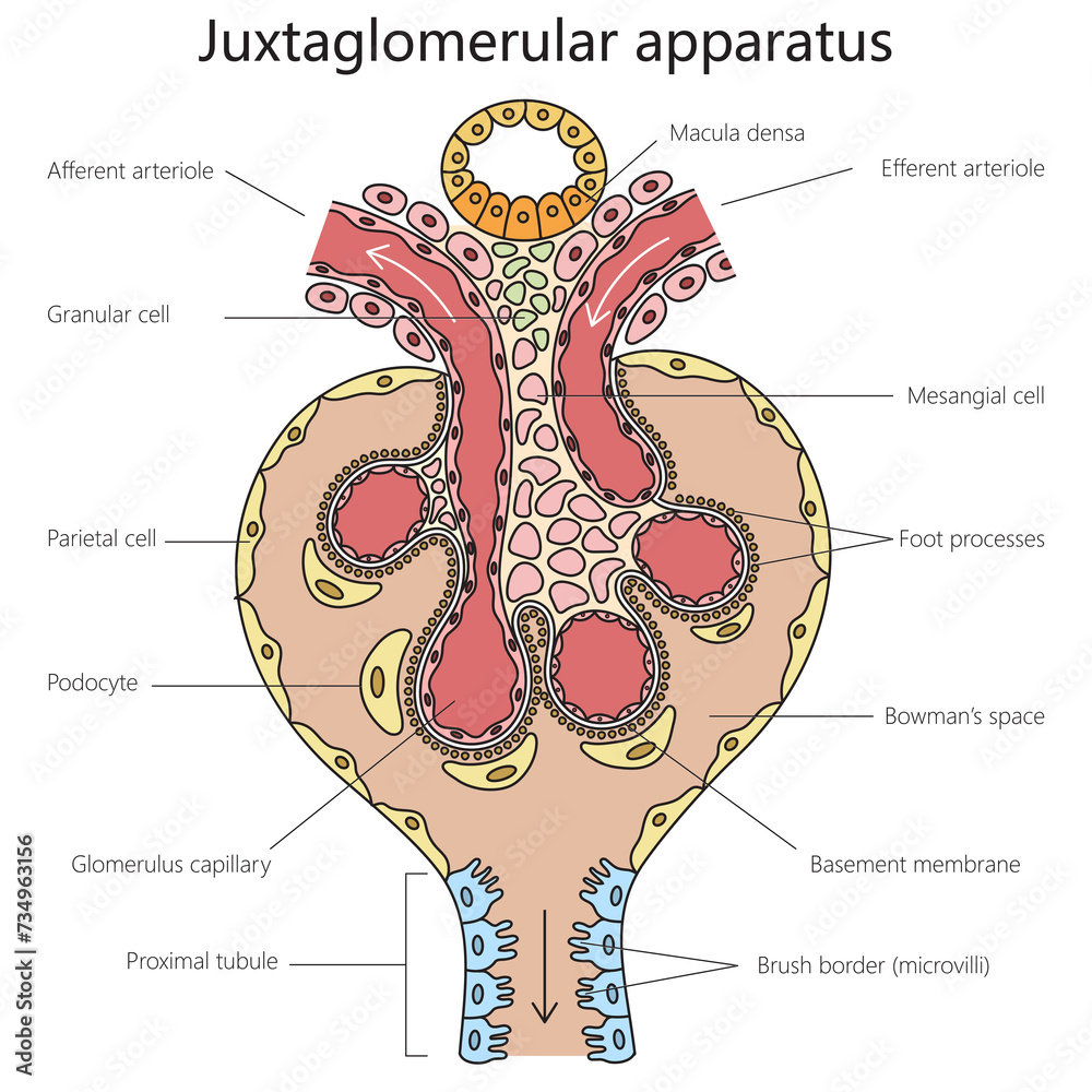 Human Juxtaglomerular apparatus structure diagram hand drawn schematic