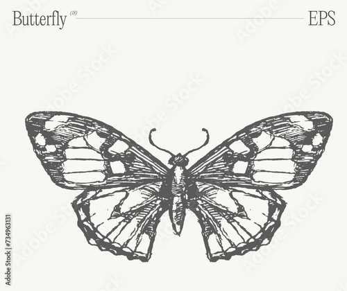 Hand drawn monochrome butterfly illustration on blank backdrop. Vector sketch.