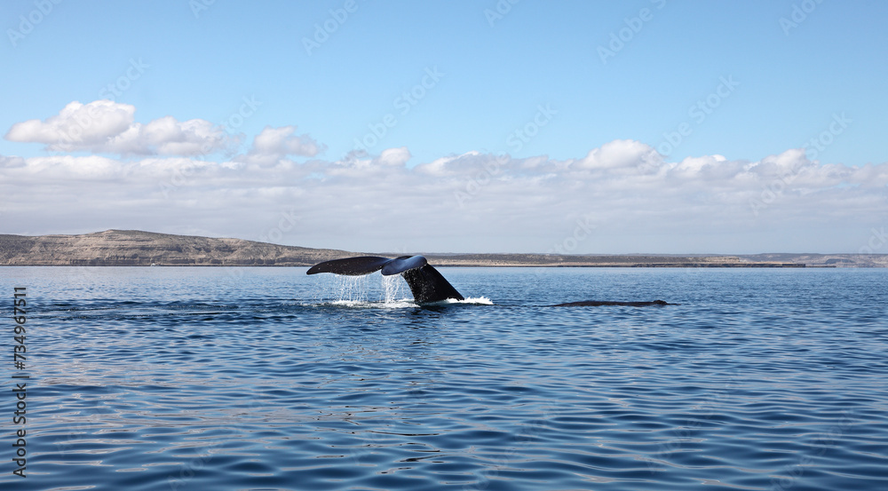whale Franca Austral