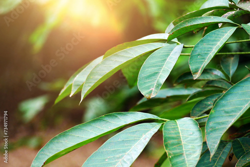 Green Hevea brasiliensis (Also called Para rubber tree, sharinga tree, seringueira, rubber tree, rubber plant, para) leaves in the sun. photo