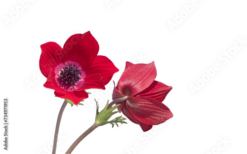 Red poppy anemone (Anemone coronaria) blooms in red in February on calcareous soils in maquis at altitudes up to 800 m in the Eastern Mediterranean basin. photo