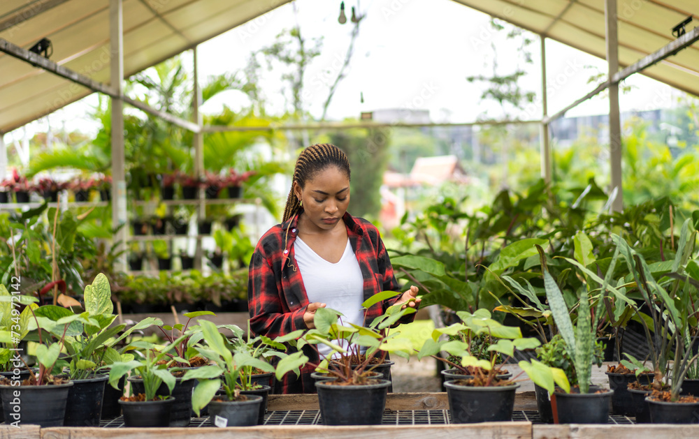 Portrait african american small business gardener woman looking at young plant gardening with potted plants taking care small tree, startup, flower care in greenhouse at garden shop Portrait african american small business gardener woman looking at young plant gardening with potted plants taking care small tree, startup, flower care in greenhouse at garden shop