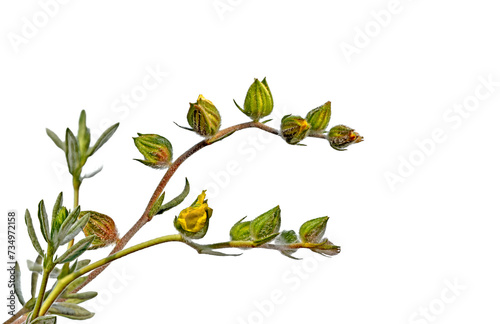 Blooming branches of teh common rock-rose (Helianthemum nummularium) is a species of rock-rose (Cistaceae) in stony habitat in Mediterranean region in February