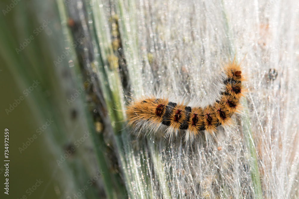 A caterpillar of the pine processionary (Thaumetopoea pityocampa) is a moth, known for the irritating hairs of its caterpillars, and harmful in pine forests