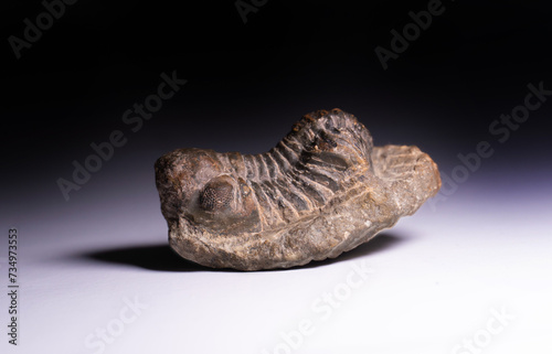 Trilobite from Cambric age