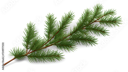 branch of a pine christmas branch