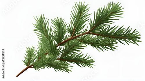 branch of a pine fir tree branch