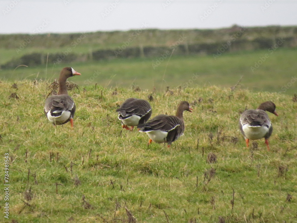 A flock of Greater White-fronted Geese (Anser albifrons), in the United Kingdom A flock of Greater White-fronted Geese (Anser albifrons), in the United Kingdom