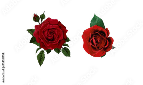 red rose isolated on white  set of red roses  red roses design for valerians day 