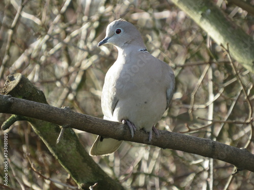 Collared Dove (Streptopelia decaocto), a common garden bird.