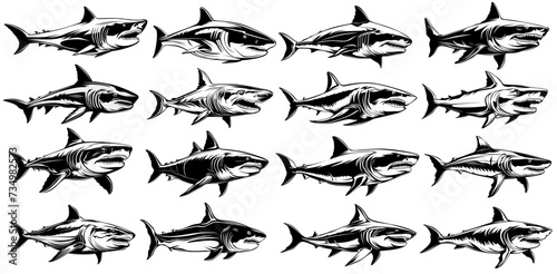 set collections white shark icon. Dangerous sea predator monochrome design vector illustration