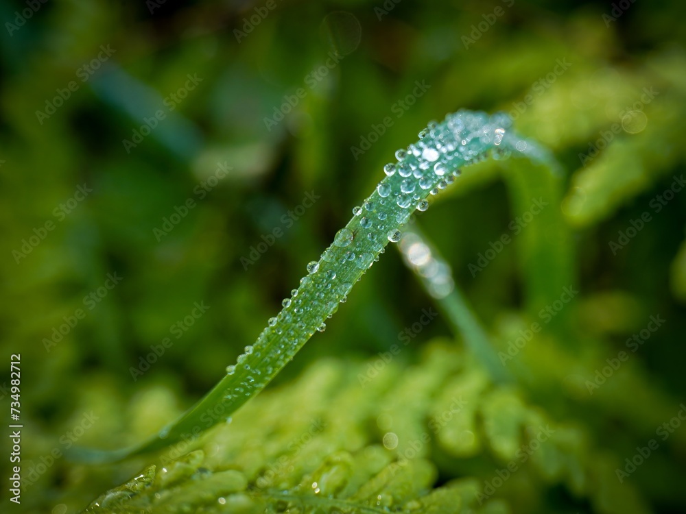 dew drops on a grass dew drops on a grass