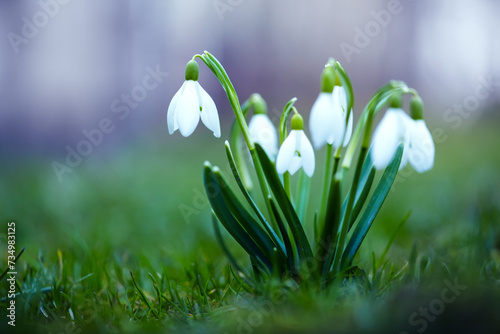 Slika na platnu Tiny snowdrop flowers on spring meadow in forest closeup