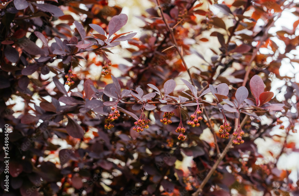 Barberry flowers. Beautiful flowering barberry bush. Barberry flowers. Beautiful flowering barberry bush.