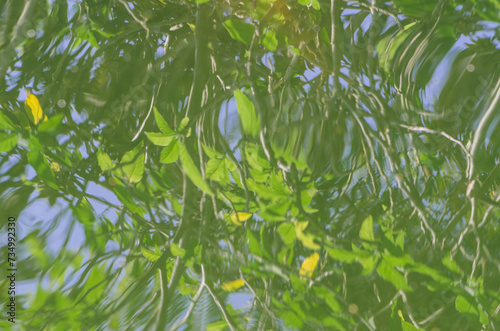 Valokuva Reflection of branch with leaves in water