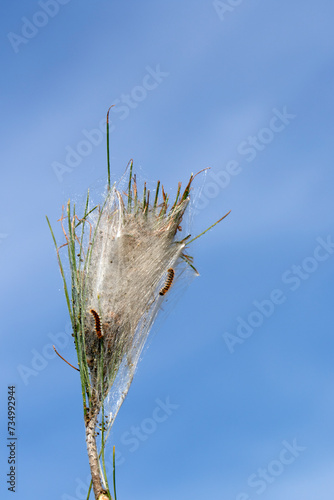 A coccoon of the pine processionary (Thaumetopoea pityocampa) is a moth, known for the irritating hairs of its caterpillars, and harmful in pine forests photo