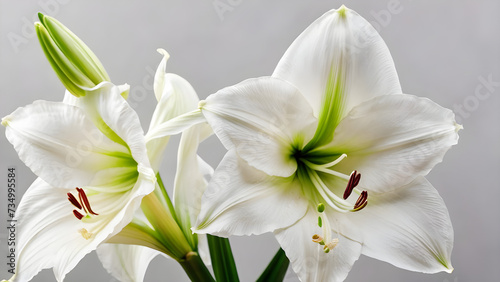 macro of white christmas flower amaryllis on light background graceful floral greeting card concept 