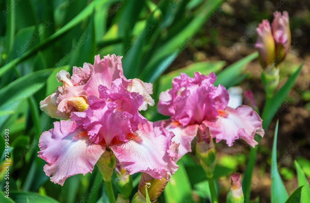 Fototapeta premium A bright pink iris blooming in a flower bed
