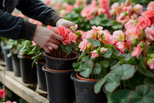 person stacking pots of blooming begonias photo