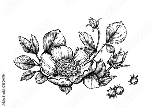 Boutonniere of wild rose flowers and berries Clip art, set of elements for design Graphic drawing, engraving style. Vector illustration. In botanical style