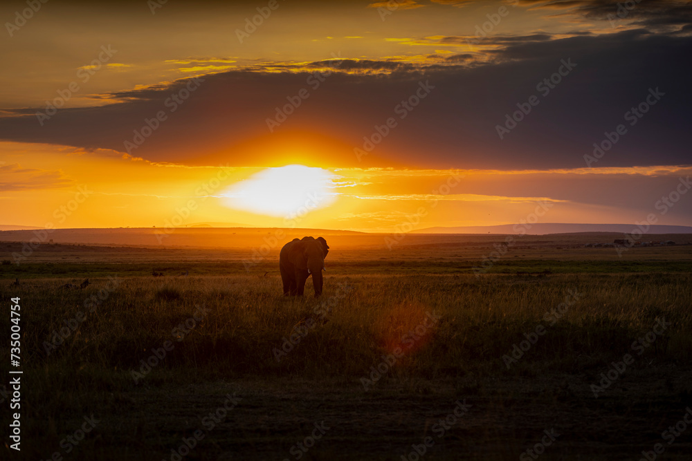 Elephant au coucher de soleil