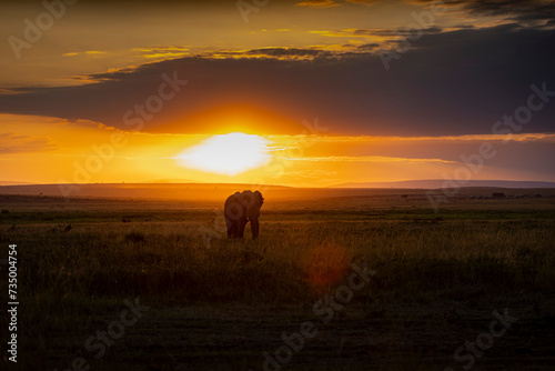 Elephant au coucher de soleil © Poils&Plumesphotos