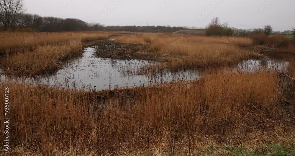 Tophill Low Nature reserve in East Yorkshire, Tophill Low Nature reserve is an active Yorkshire Water treatment works. 4K Video. Tophill Low Nature reserve in East Yorkshire, Tophill Low Nature reserve is an active Yorkshire Water treatment works. 4K Video.