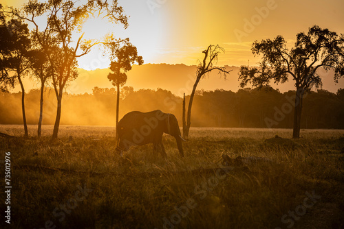 Elephant au coucher du soleil photo