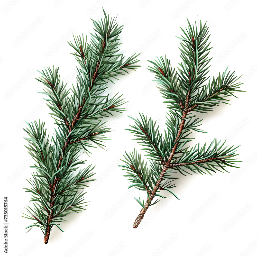 branch of pine needles on white background branch of pine needles on white background