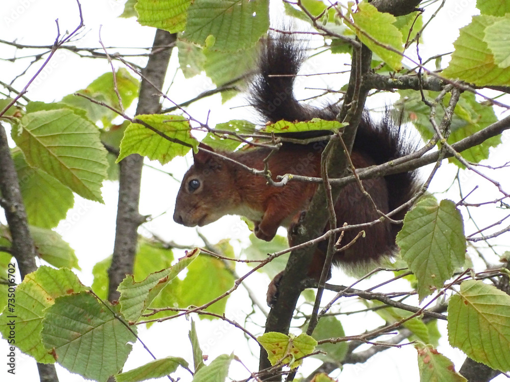 Fototapeta premium squirrel on a branch